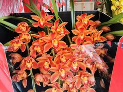 -溪岸路花鸟市场