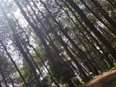 -铁山坪森林公园