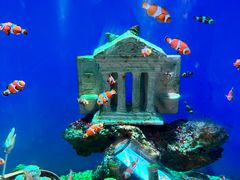 -海合安武汉极地海洋公园