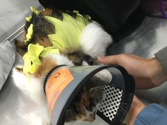-伟伟宠物医院·CT影像中心·瑞派犬猫综合性门诊(汉口总院)