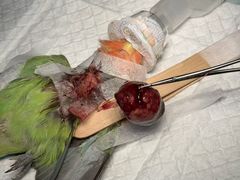 -立德异宠动物医院.兔鸟爬.内窥镜(天河店)