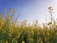 -光明小镇欢乐田园