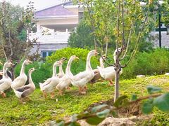 -野鸭湖国家湿地公园