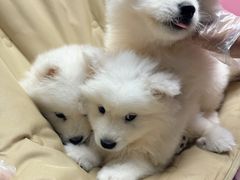 -翊宠yipet猫狗购宠庄园犬舍•猫舍