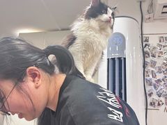 -楼上猫咖(罗湖店)