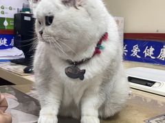 -艾贝尔宠物医院·狂犬免疫点(江山金象城店)
