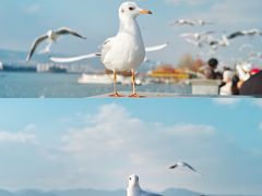 -海埂大坝