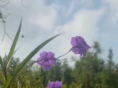 -合肥滨湖国家森林公园