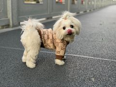 -e嘉宠物店(北大街店)