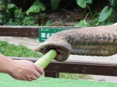 -野象谷景区