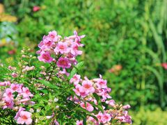 -横琴客运码头