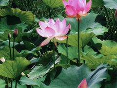 -梅州天地人花园酒店(梅县人民广场店)