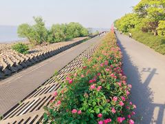 -上海滨江森林公园