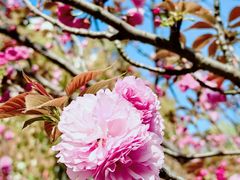 -高东镇樱花园