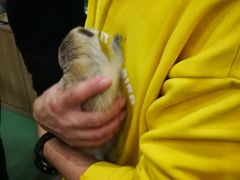 -藦茜花园宠物主题亲子互动体验馆(国顺东路店)