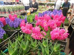 -三圣花乡旅游区