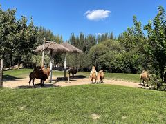 -北京野生动物园