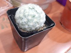 -龙大花卉苗木市场