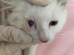 -北京观赏动物医院·24小时大型综合·猫专科·异宠专科