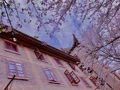 -武汉大学-樱园