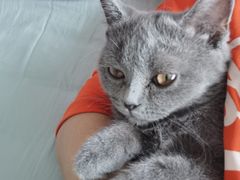 -瑞鹏宠物医院·骨科·猫科·内科(第一中心)