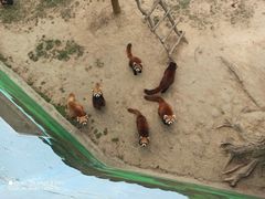 -西霞口神雕山野生动物世界