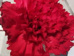 -渡娘火锅(大兴大悦春风里店)