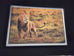 -罗红摄影艺术馆