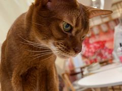 -Let's go狗咖·猫咖·奶狗·桌游(春熙路IFS店)