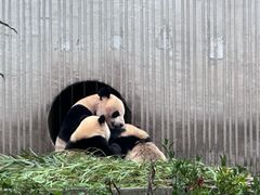 -卧龙中华大熊猫苑神树坪基地
