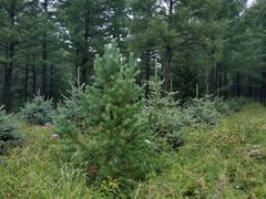 -塞罕坝国家级自然保护区