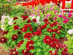 -曹州百花园