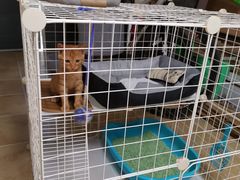 -艾贝尔宠物医院·狂犬免疫点(江山金象城店)