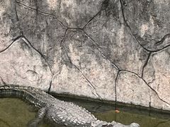 -深圳野生动物园