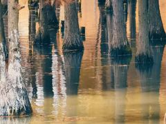 -白鹭湾湿地公园