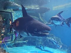 -多彩贵州城极地海洋世界