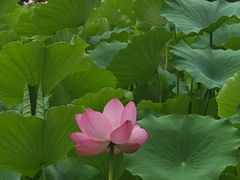 -莲湖公园
