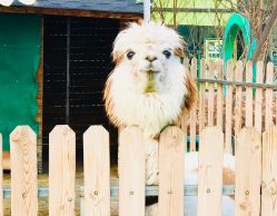 -萌宠亲子动物乐园(槐房万达店)