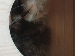 -喵园·猫主题咖啡厅·撸猫·猫咖(国贸店)