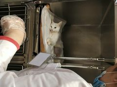 -宠爱国际动物医院· 猫科· 外科·中兽医(长白店)