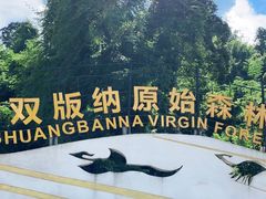 -西双版纳原始森林公园
