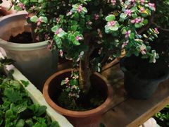 -双季花艺园艺市场(浦东店)