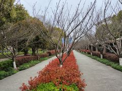 -高东镇樱花园
