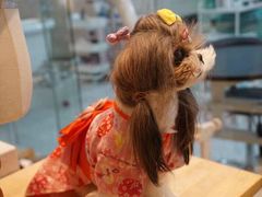-momokira米努特·德文卷毛猫·棉花面纱犬