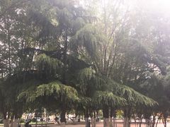 -天津市和平区西宁道清真寺