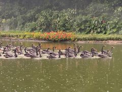 -广州长隆飞鸟乐园