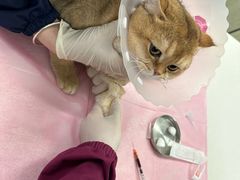 -北京观赏动物医院·24小时大型综合·猫专科·异宠专科