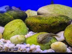 -上海海洋水族馆