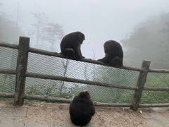 -峨眉山风景名胜区