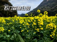 -广州市石门国家森林公园